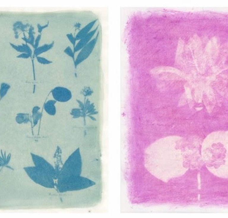 Amanda Marchand and Leah Sobsey,  Herbarium Plate 54 - Pansy, 202, and Herbarium Plate 64 - Christmas Cactus, 2023. Archival pigment prints.